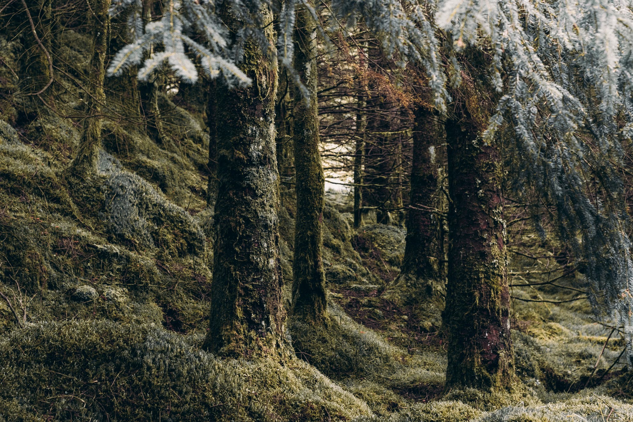 Stable Sampling Trees